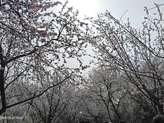 -桃花堤公园