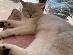 -平行世界·猫咖(首经贸店)