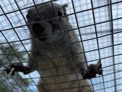 -西霞口神雕山野生动物世界