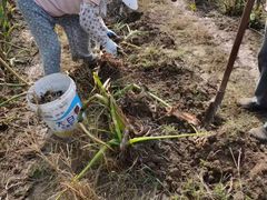 -小六农家乐(崇明西沙湿地店)