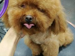 -八公叔叔宠物美容连锁(春申店)