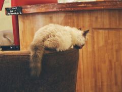 -猫色咖啡·猫咖