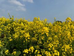 -三圣花乡旅游区