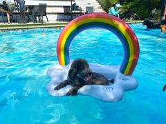 -汪说喵讲宠物乐园宠物酒店(红星美凯龙店)