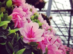 iphone_upload_pic-上海鲜花港