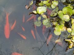 -上海老饭店(北京分店)