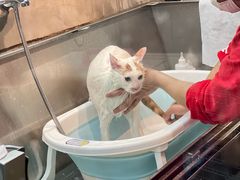 -PETKIT小佩宠物·低压洗护(国顺东路店)