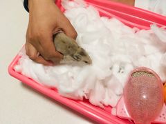 -瑞派·关忠动物医院·异宠专科·犬猫肿瘤·皮肤专科(望京店)