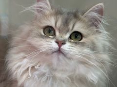 -青奢宠物·青奢猫舍