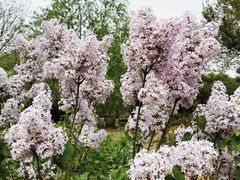 -永定河休闲森林公园