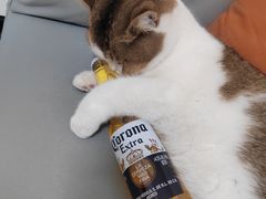 -瑞派宠物医院·犬猫全科·猫友好(宾水西道店)