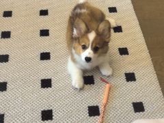 -艾贝尔宠物医院 ·内科全科(梁溪路店)