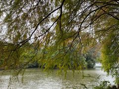 -深圳仙湖植物园