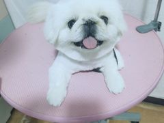 -宠匠·爱宠堡 PET CASTLE