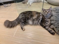 -momokira米努特·德文卷毛猫·棉花面纱犬