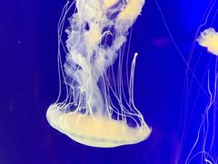 -上海海洋水族馆