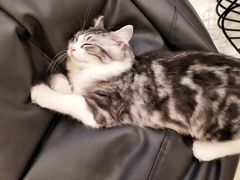 -飞行喵MR PILOT|猫舍·猫咖(静安大融城店)