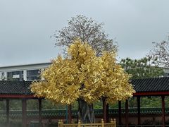 -广东圆玄道观