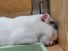 -屋虎猫馆(宝安大仟里店)