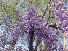 -百花洲