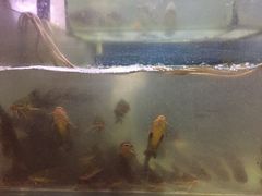 -大鹅岛灶台鱼·铁锅炖(水库路店)