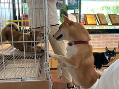 -柴犬高等学院·狗咖·柴犬售卖·宠物训练