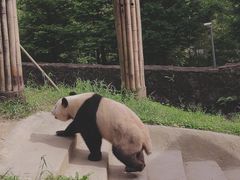 -都江堰中华大熊猫苑