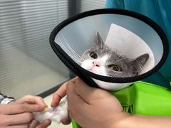 -荔康动物医院(康王北路店)