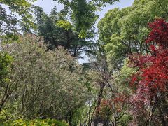 -百年老字号·观振兴蟹黄面·三虾面·苏式面(观前街富仁坊巷店)