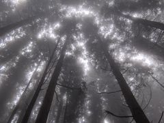 -武陵山森林公园