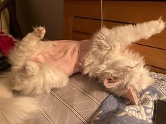 -北京观赏动物医院·24小时大型综合·猫专科·异宠专科