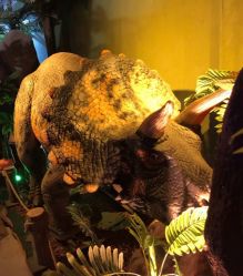 -恐龙探索乐园(磁器口店)