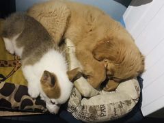 -爱侣宠医·鹦鹉专科·小型哺乳类·异宠专科(灵石路店)