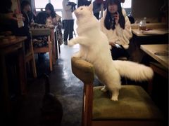 -萌喵宠狗爱心宠咖