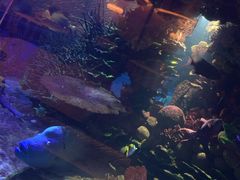 -迪拜帆船酒店海底餐厅