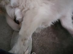 -辛巴宠物医疗中心·骨科·内分泌专科·心肾专科(亭林公园店)
