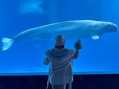 -海合安成都极地海洋公园