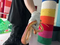 -上海大自然野生昆虫馆(东方明珠·爬宠昆虫探索中心)