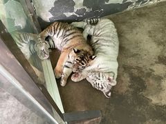 -西安秦岭野生动物园