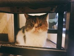 -猫色咖啡·猫咖