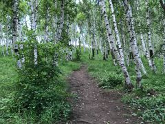 -乌兰布统景区-白桦林