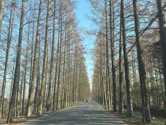 -上海长兴岛郊野公园