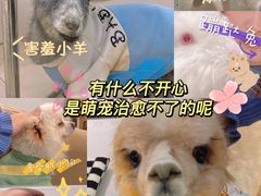 -怪兽屋·羊驼·猫咖·狗咖(俊华广场店)