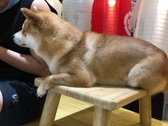 -柴源莊·柴小宠柴犬咖啡