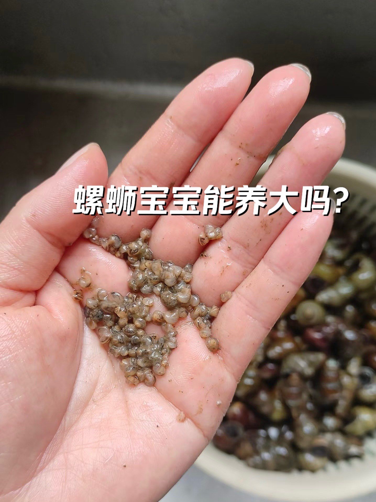 今天被螺蛳感动到了!