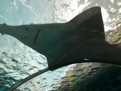 -瑞普利水族馆