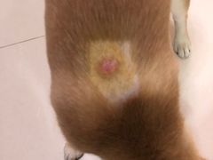 -芭比堂动物医院·犬猫全科·异宠专科(雁塔分院)