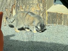 -青藏高原野生动物园