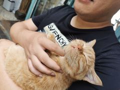 -喵屿·大理花园猫咖