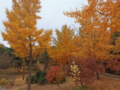 -北京西山国家森林公园